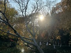-青枫公园