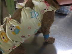 -米苏动物医院·犬猫专科·骨科外科内窥镜