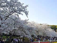 -苏州上方山国家森林公园