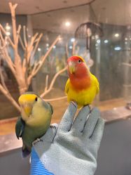 -神奇动物撸宠馆·羊驼·小浣熊·异宠(豫园店)