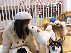 -柴迷FANS CLUB·柴犬狗咖·猫咖