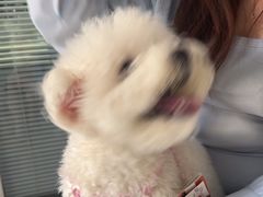 -瑞派福兴宠物医院犬猫全科·骨科·中西医结合(河东店)