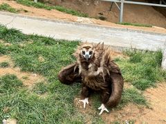 -西霞口神雕山野生动物世界