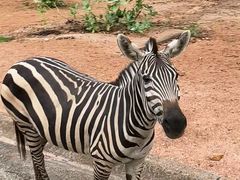 -清迈夜间动物园