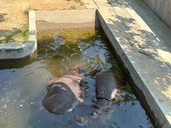 -西霞口神雕山野生动物世界