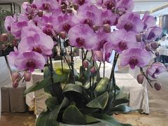 -龙庭华宴·粤菜·早茶