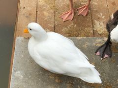-浙江安吉JW万豪酒店