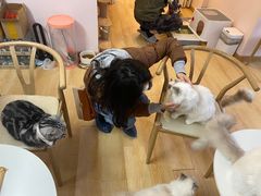 -猫咪派对(江南西店)