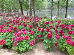 -石家庄市植物园