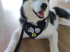 -Husky Go! 哈士奇体验馆·宠物咖啡厅狗咖