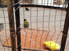 -深圳东部华侨城茵特拉根酒店