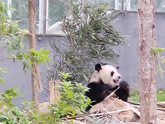 -成都大熊猫繁育研究基地