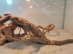 -喵园·猫主题咖啡厅·撸猫·猫咖(国贸店)