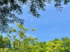 -上海海湾国家森林公园