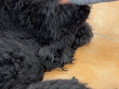 -Let's go狗咖·猫咖·奶狗·桌游(春熙路IFS店)