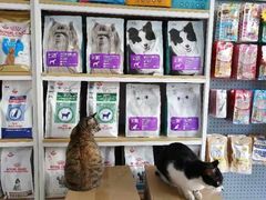 -创凡宠物医院·骨专科  猫科中心(西乡分院)