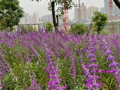 -大渡口区义渡公园