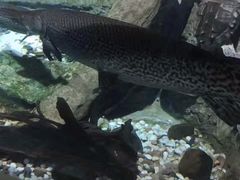 -迪拜水族馆及水下动物园