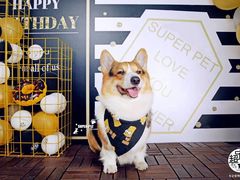 -超宠爱宠物摄影-Super pet