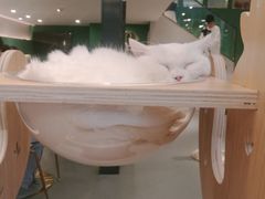 -飞行喵MR PILOT|猫舍·猫咖(静安大融城店)