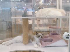 -翊宠yipet猫狗购宠庄园犬舍•猫舍