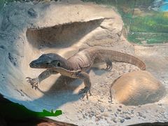-上海大自然野生昆虫馆(东方明珠·爬宠昆虫探索中心)