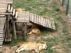 -青藏高原野生动物园