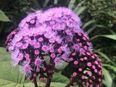 -墨尔本皇家植物园