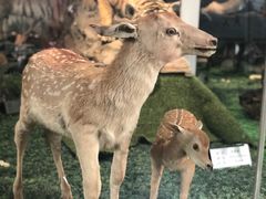 -郑州自然博物馆(惠济区)