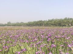 -上海长兴岛郊野公园