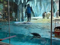 -帝企鹅自助餐厅•儿童岛•真企鹅(长隆企鹅酒店)