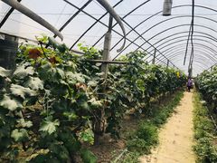 -马陆小张葡萄园农家乐