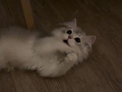 -东方名猫馆·英短金渐层布偶猫舍(环线广场1号楼店)