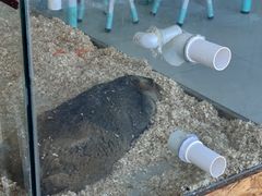 -怪兽屋·羊驼·猫咖·狗咖(俊华广场店)