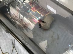 -邢大夫动物医院