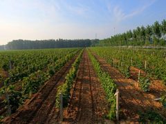 &nbsp;春日农场-春日农场