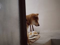 -SPARROW 家雀儿咖啡本店