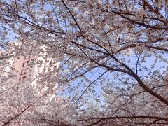 -高东镇樱花园