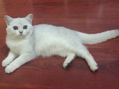 -欧奕国际动物医院