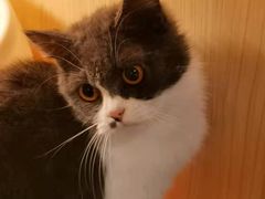 -柯斗斗主题餐厅·狗咖·围炉煮茶·茶饮(国瑞升平里店)