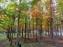 -上海海湾国家森林公园