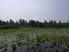 -鉴湖国家城市湿地公园