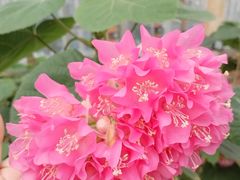 -石家庄市植物园
