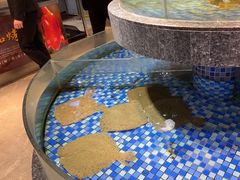 -海派美食·家宴海鲜青岛菜·石锅鲽鱼头(东方城店)