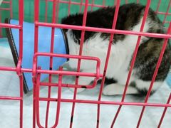 -米苏动物医院·犬猫专科·骨科外科内窥镜