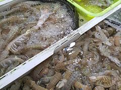 -大湾区中央湿地公园-十九涌