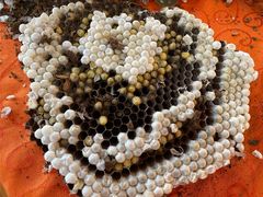 -红炎炎农家菜老字号(金水台店)