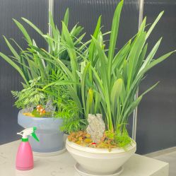 -天琴座·肌肤美学