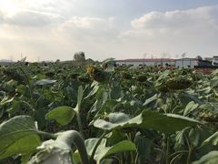 -映月湖中央公园