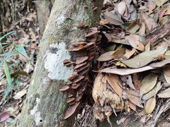 -鸡枕山